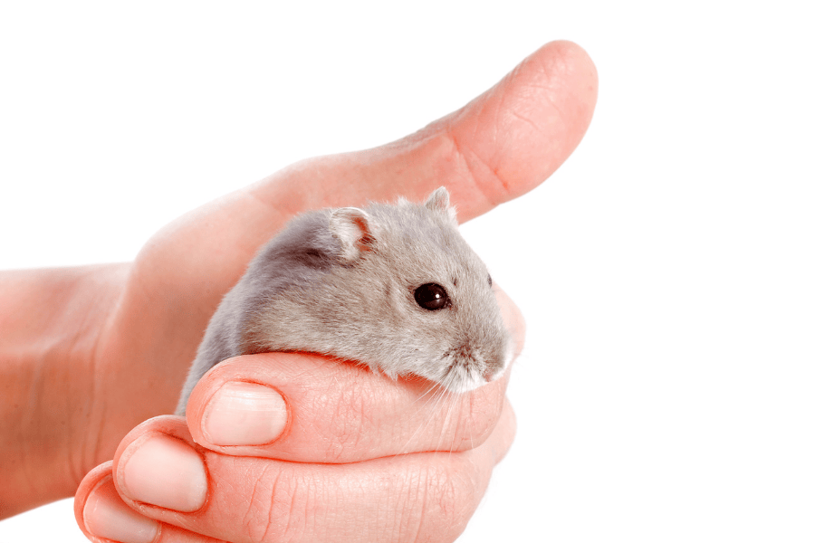 Как ухаживать за джунгарским хомяком и что для него нужно? Подробное руководство